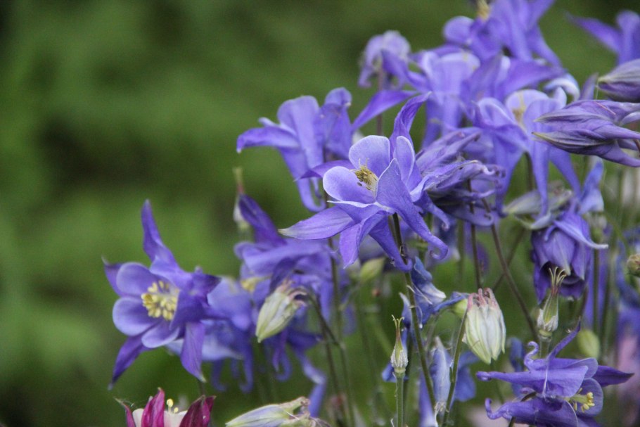 Аквилегия Альпийская