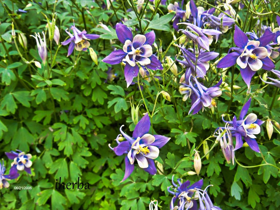 Аквилегия мелкоцветковая