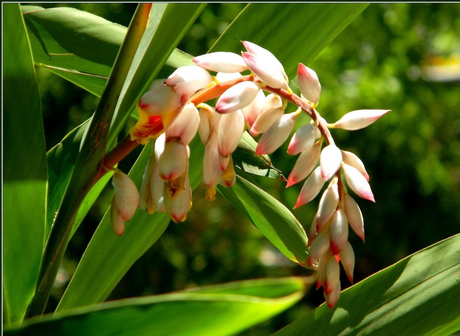 Alpinia zerumbet