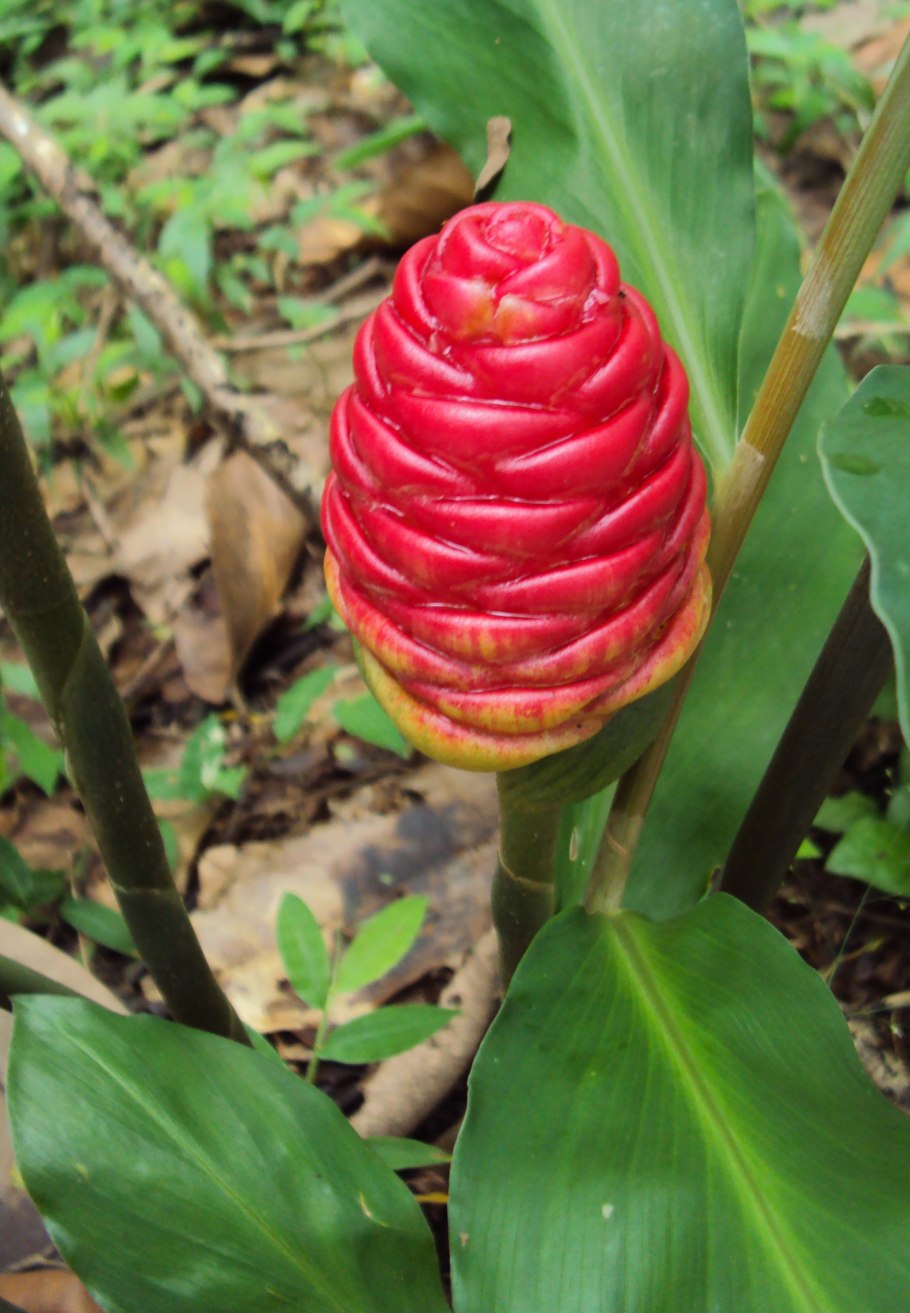 Зингибер зерумбет