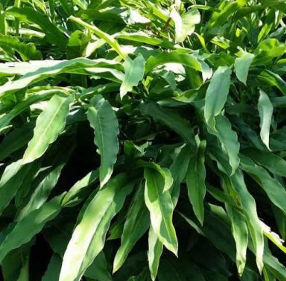 Дикий имбирь