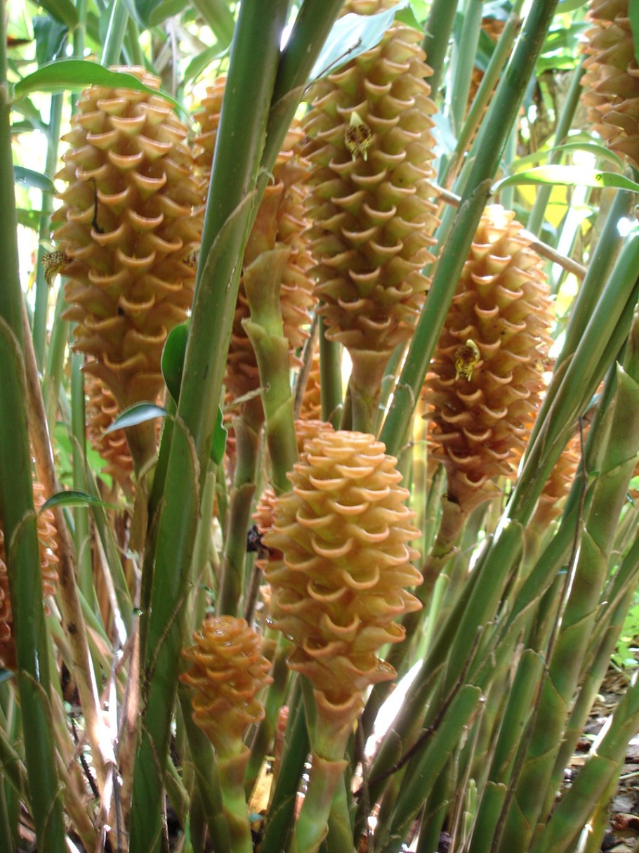 Имбирь растение