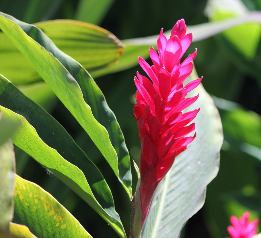 Дикий имбирь