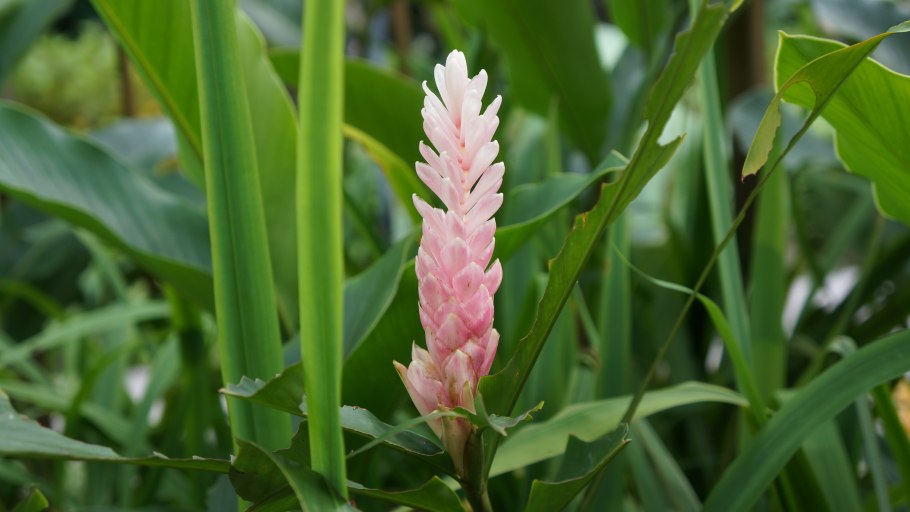 Куркума цедоария