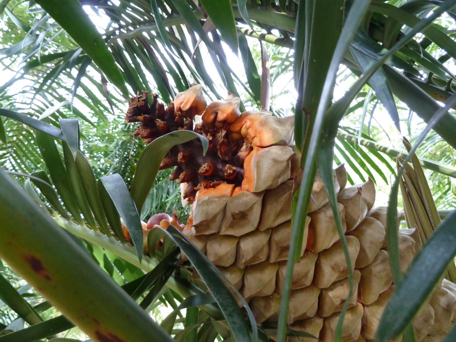 Саговниковые Цикас