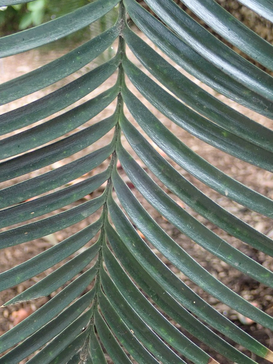 Бамбук Фаргезия Юньнаньская