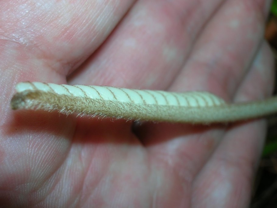 Крысиный хвост