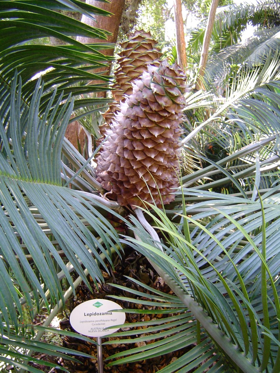 Дерево лепидозамия