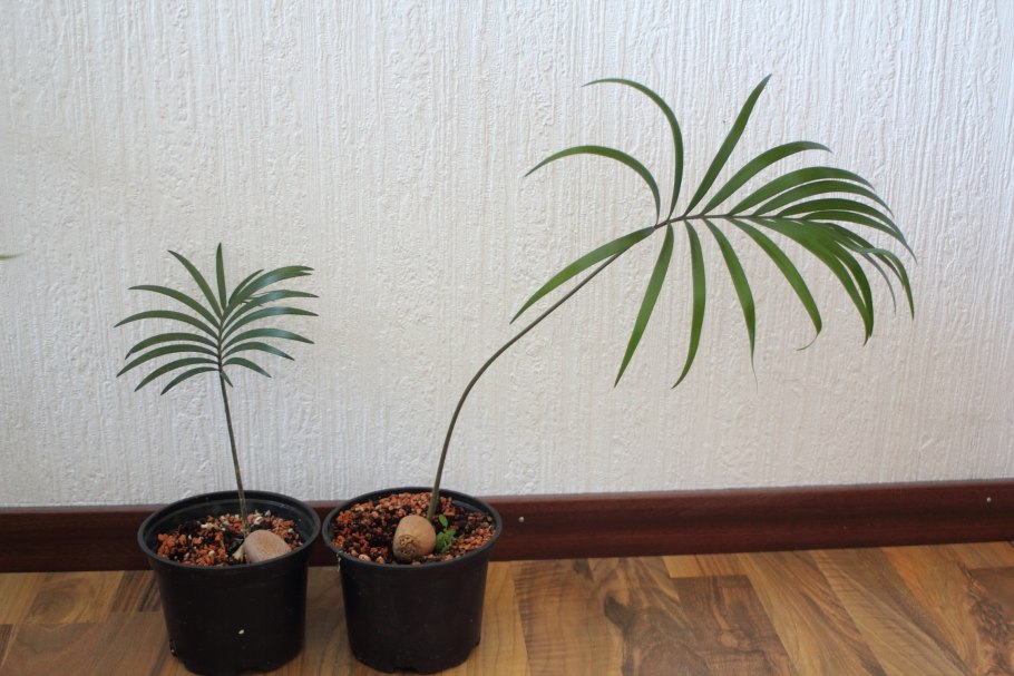 Хамедорея росток