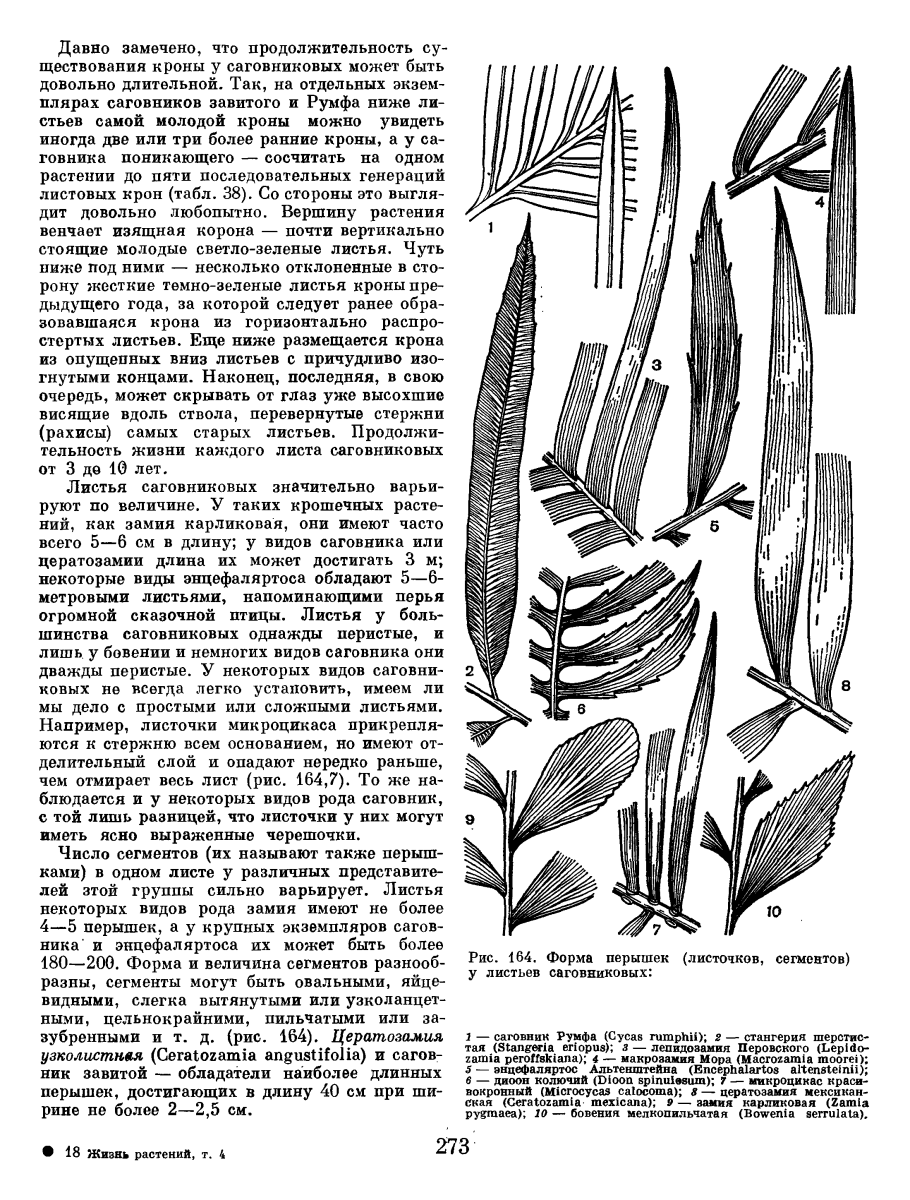 Бовения мелкопильчатая
