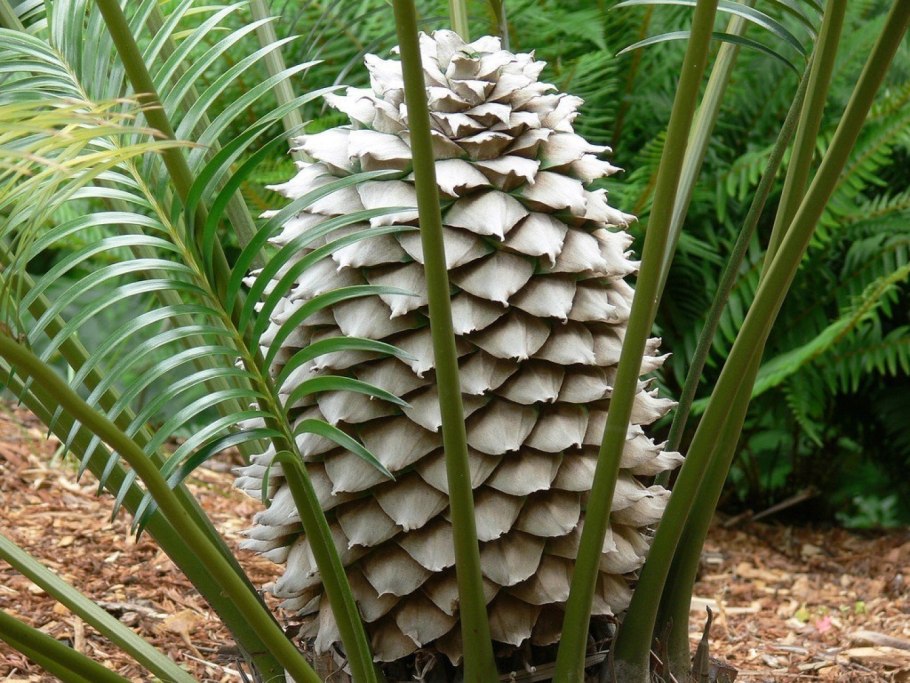 Цикас улитковидный