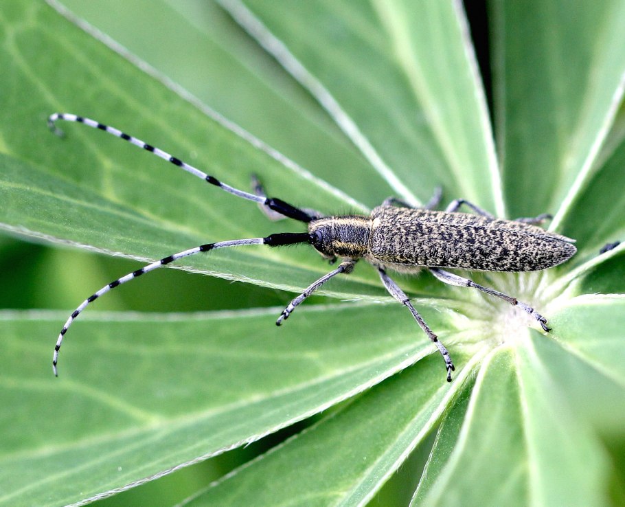 Agapanthia villosoviridescens