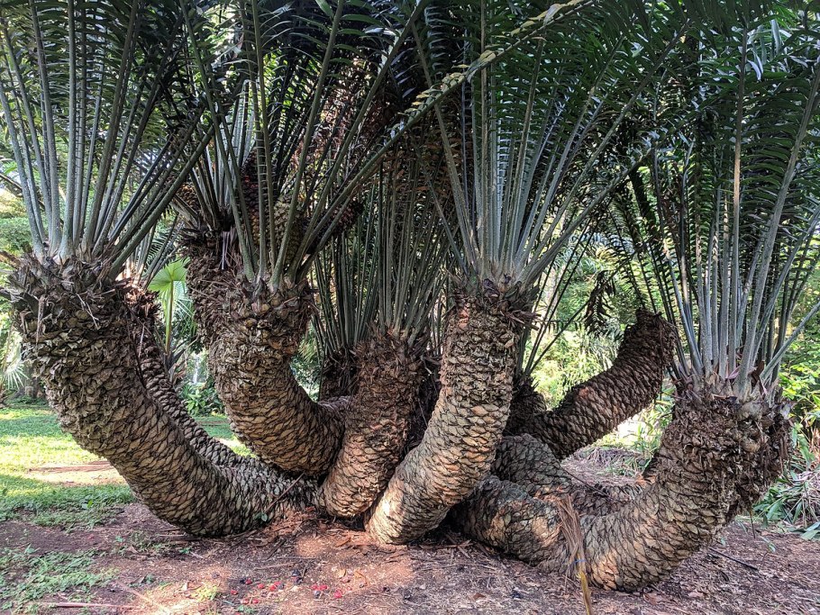 Encephalartos natalensis