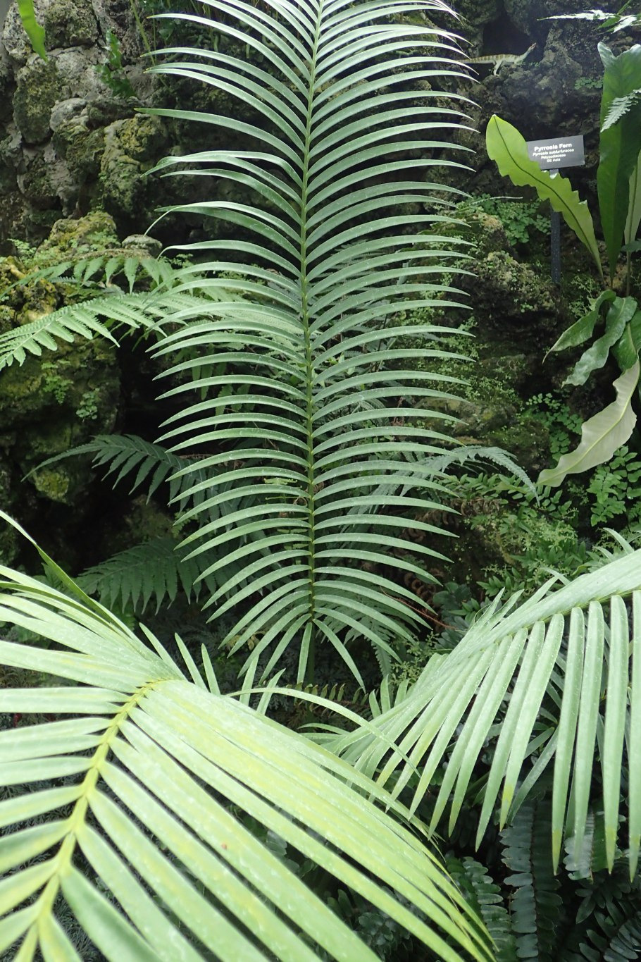 Растение Lepidozamia