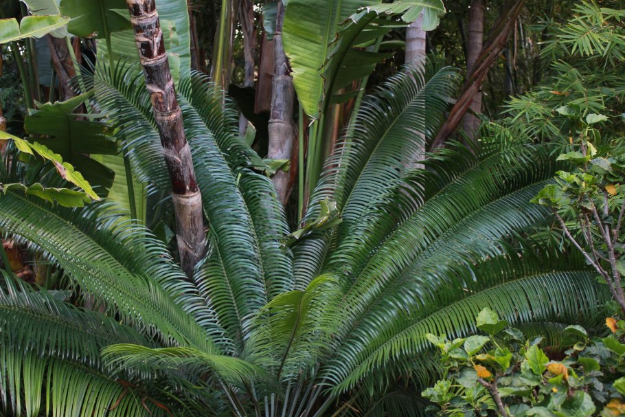 Lepidozamia peroffskyana