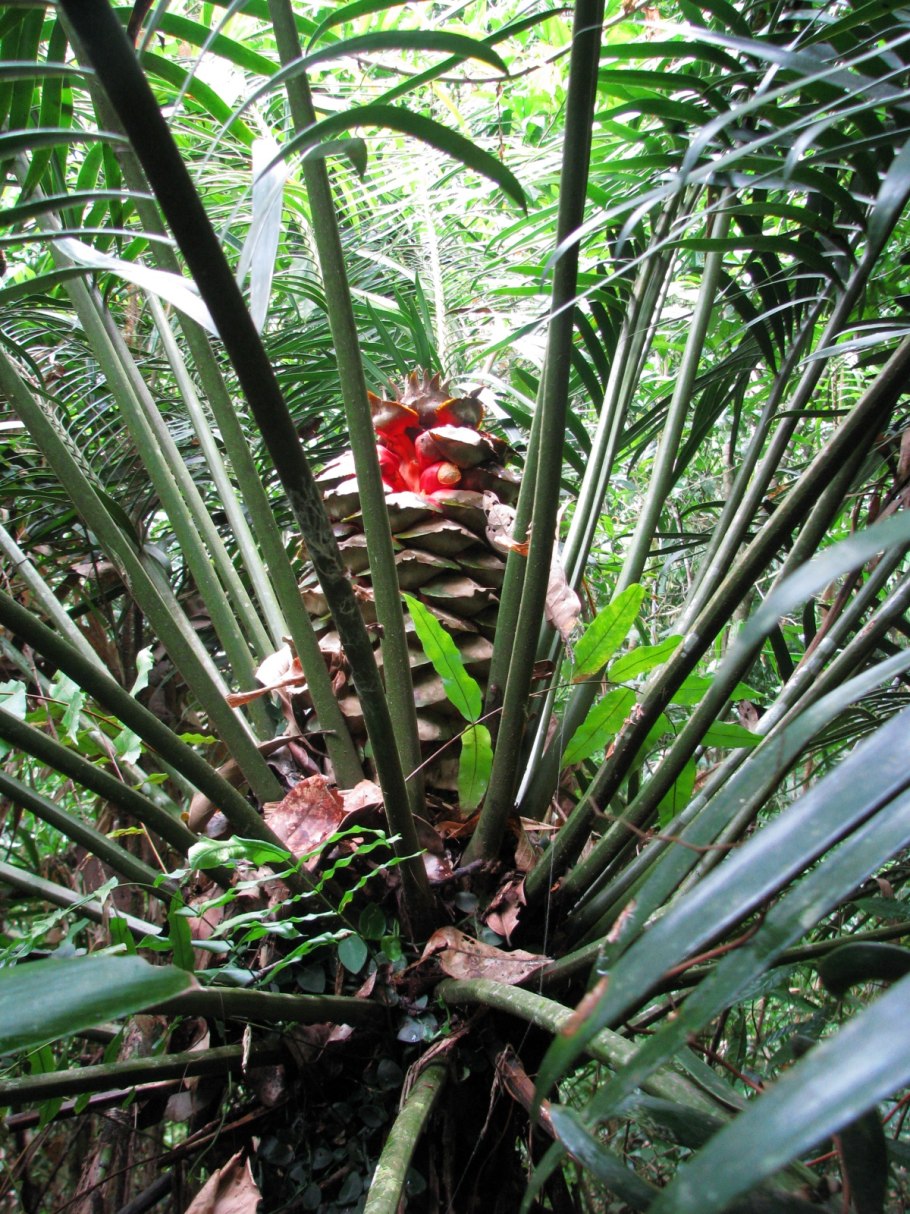 Саговниковая Пальма