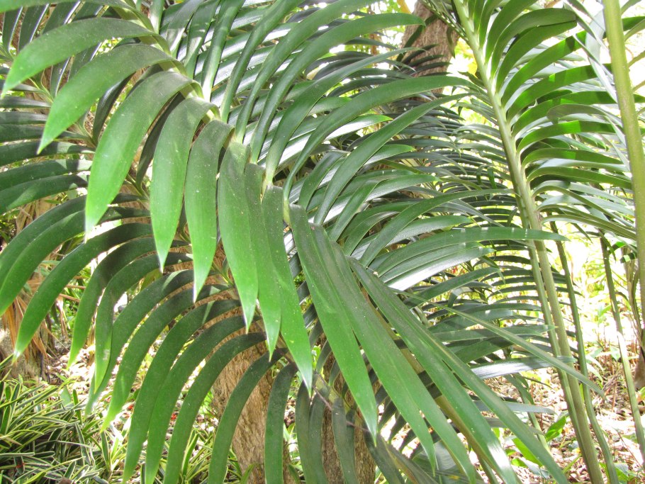 Macrozamia macdonnellii