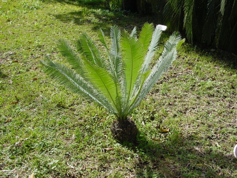 Dioon spinulosum
