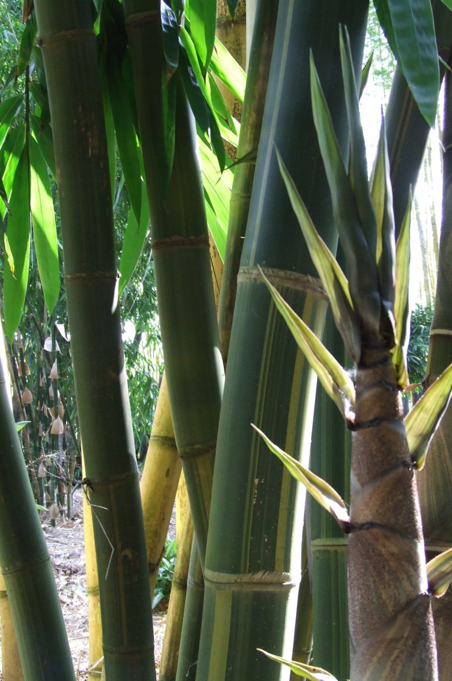 Бамбук лэнд