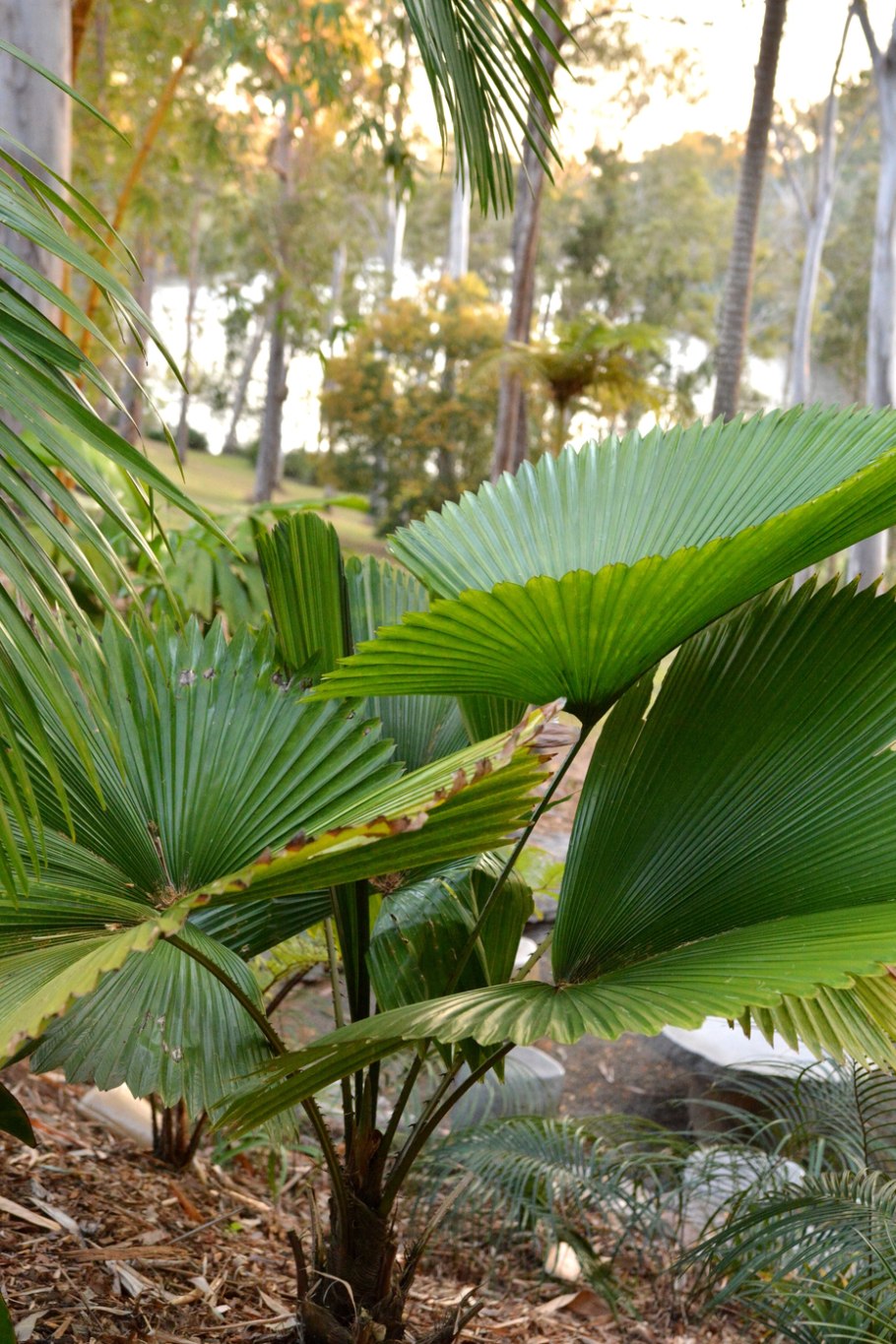 Пальма ликуала