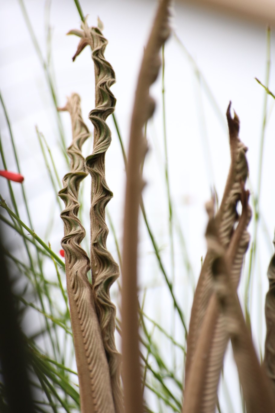 Окотильо» — fouquieria splendens