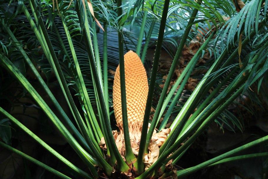 Cycas rumphii