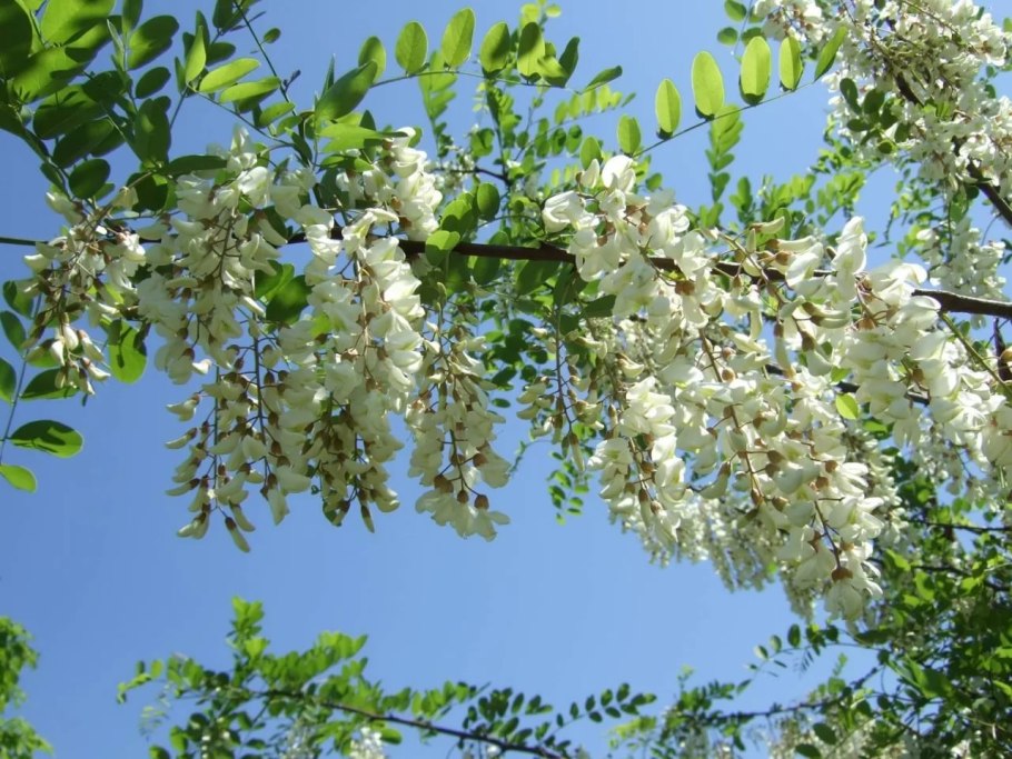 Acacia Акация дерево