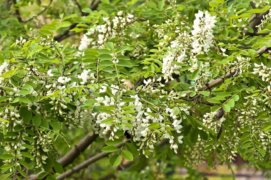 Акация серебристая Мимоза