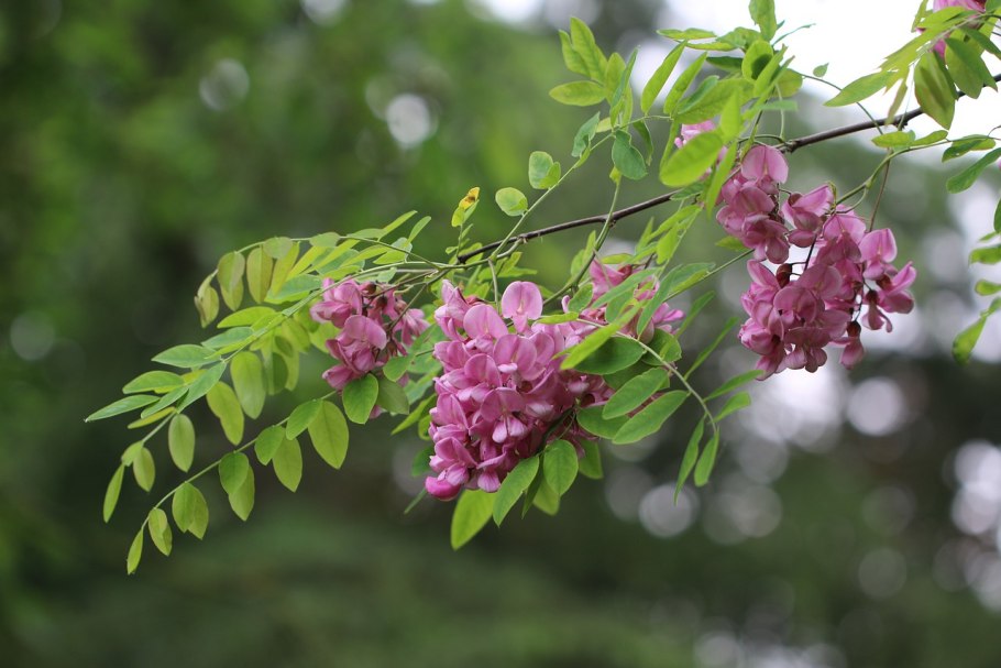 Акация робиния пурпл