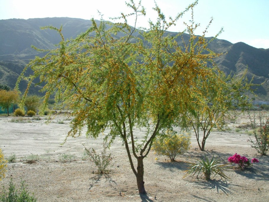 Акация красная