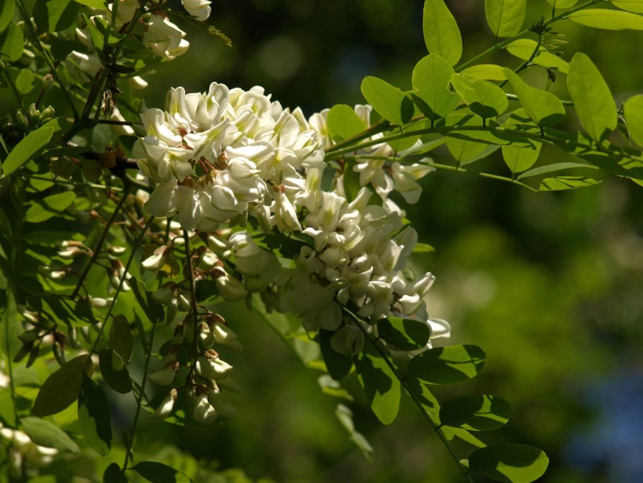Белая акация