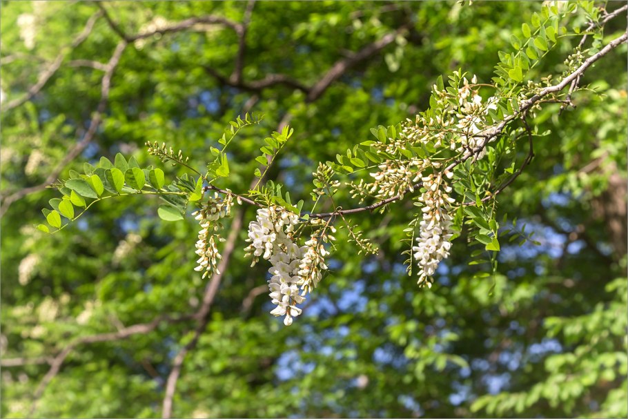 Robinia pseudoacacia