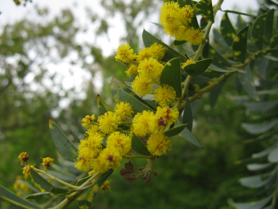 Acacia cultriformis