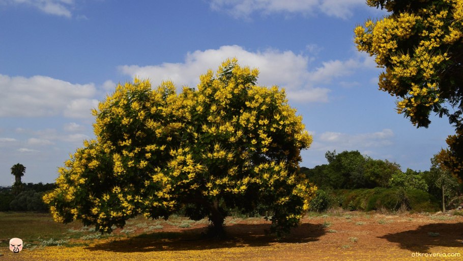 Peltophorum pterocarpum
