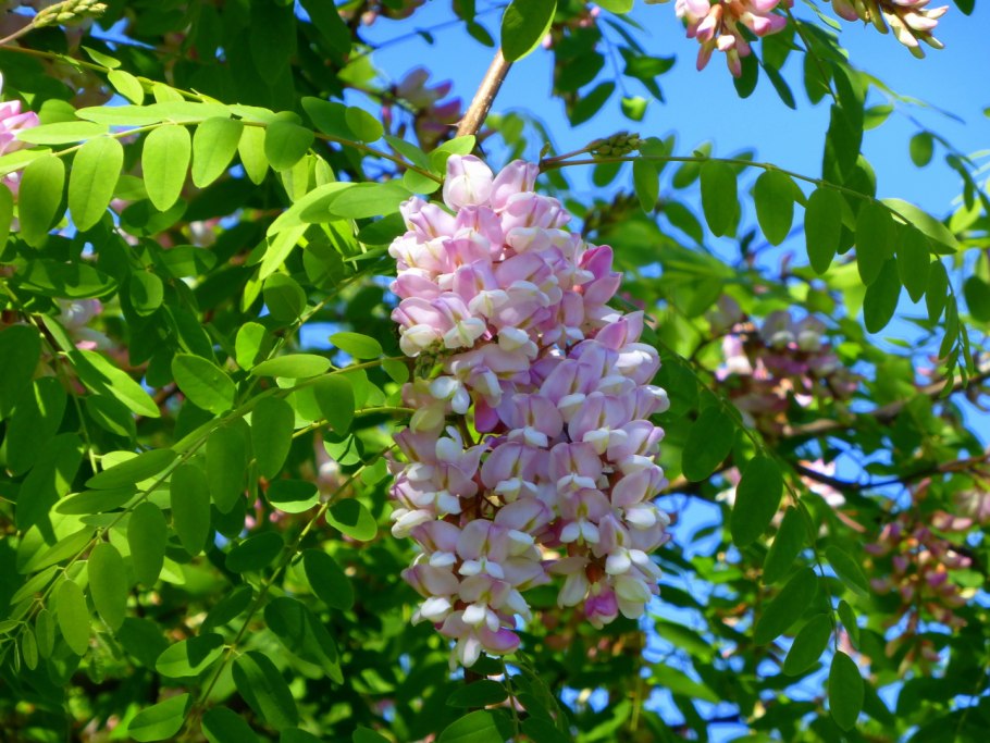 Акация робиния розовая