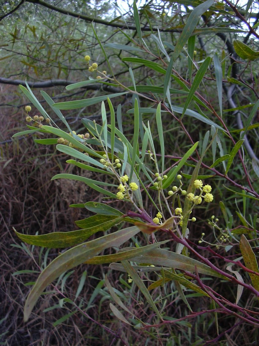 Акация самшитолистная