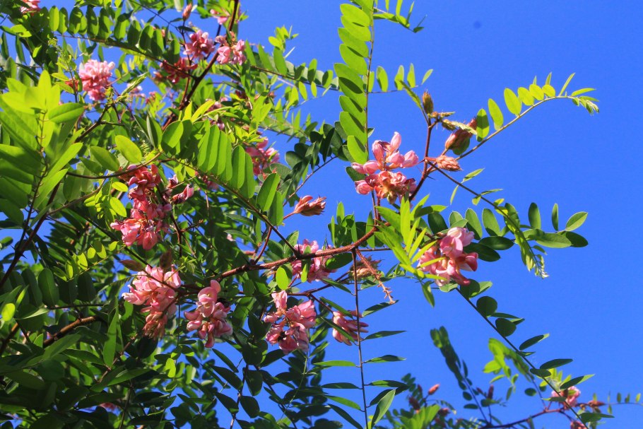 Акация египетская