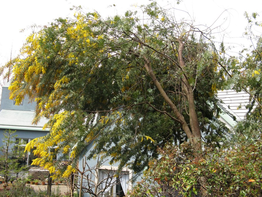 Акация бейли