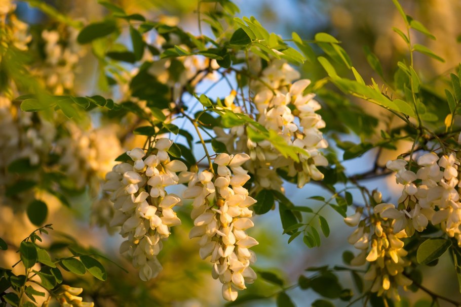Белая Акация Робиния ложноакациевая