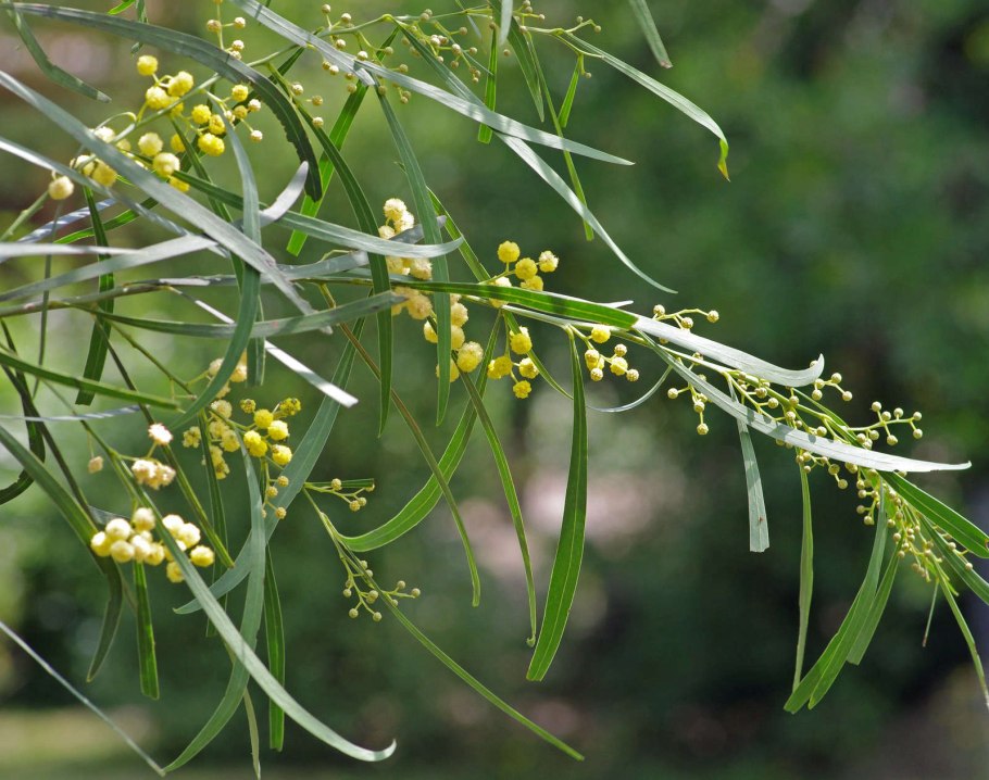 Acacia pycnantha golden wattle