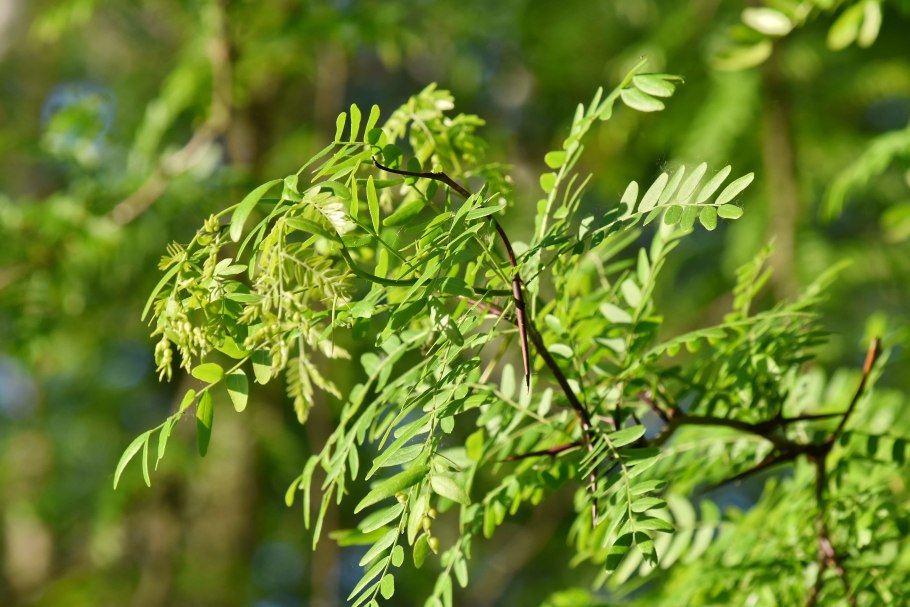 Gleditsia triacanthos
