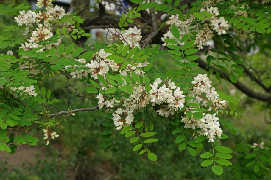 Белая акация робиния ложноакациевая