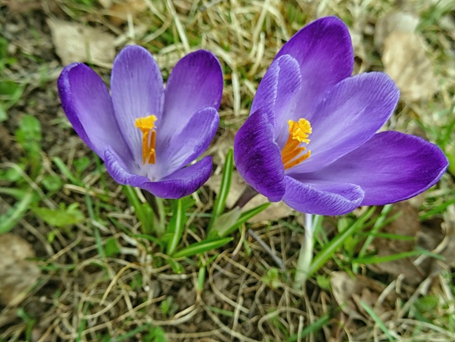Крокус Шарояна