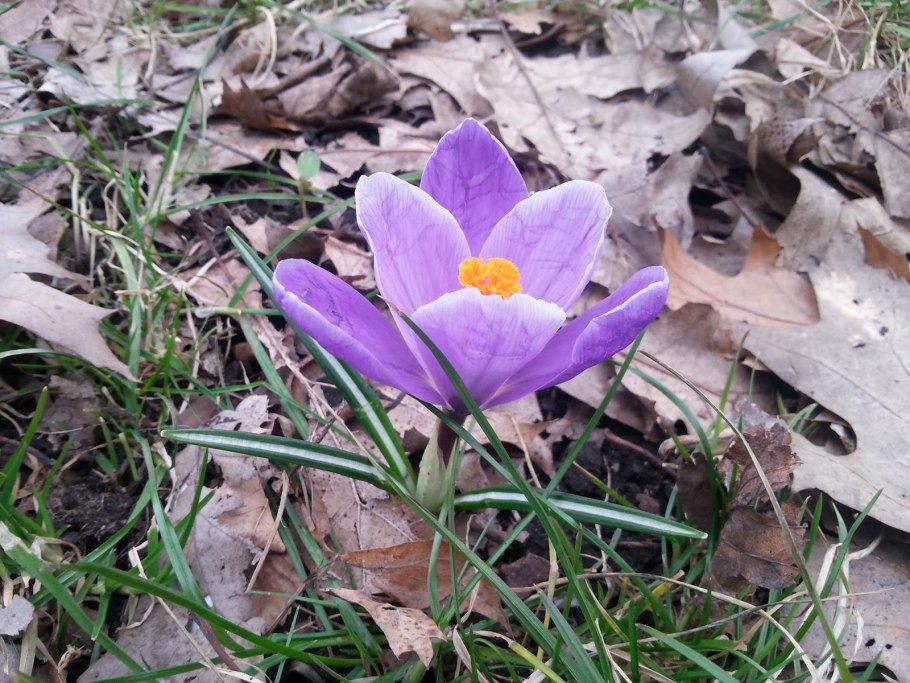 Осенний Шафран