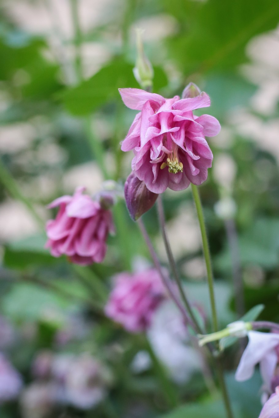Аквилегия водосбор Орлик