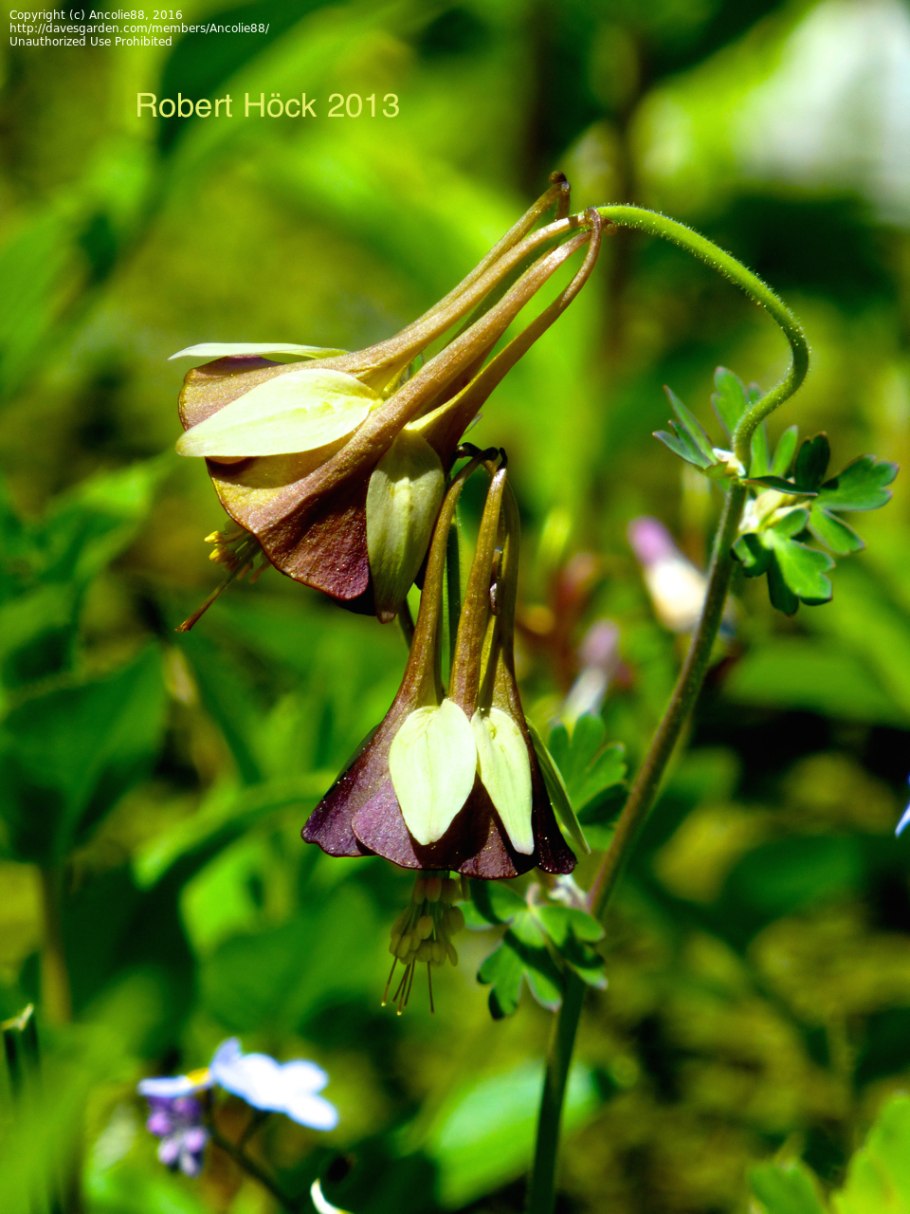 Aquilegia viridiflora