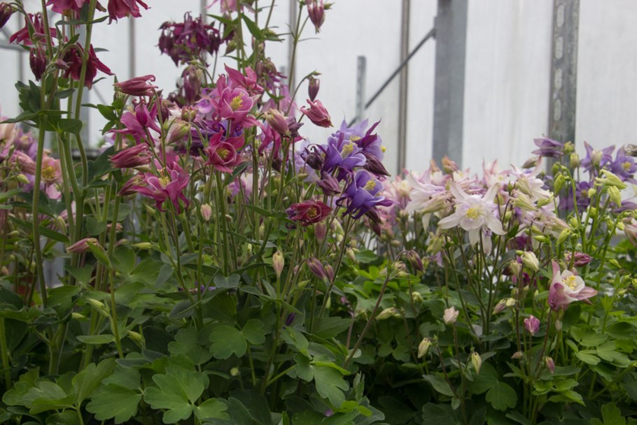 Аквилегия водосбор