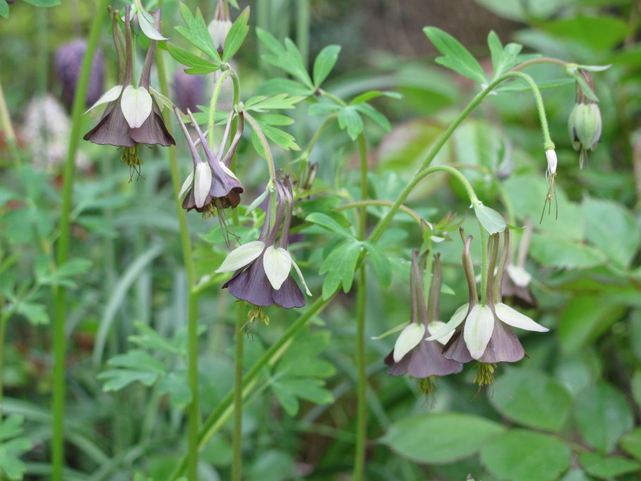 Аквилегия зеленоцветковая