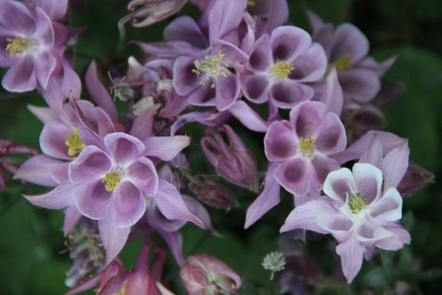 Аквилегия вульгарис