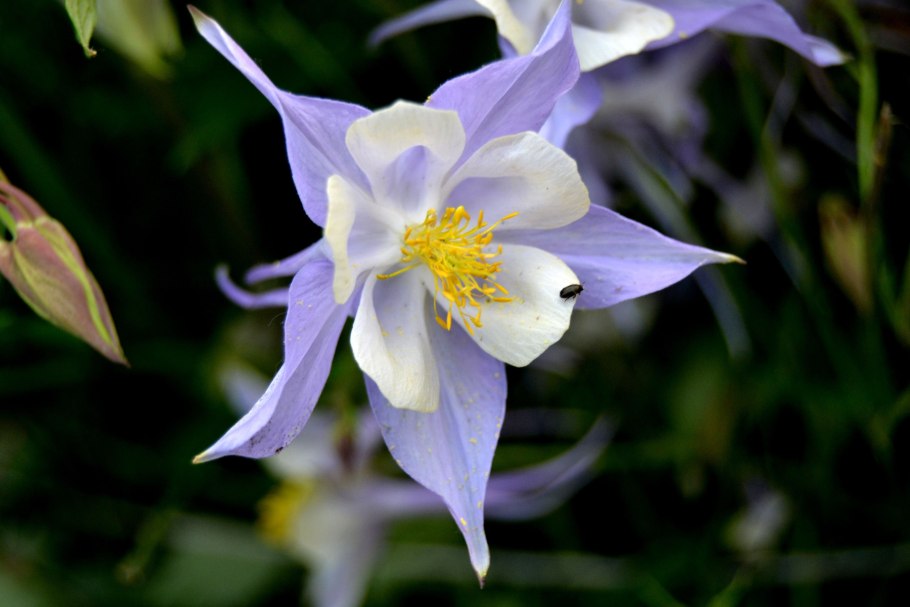 Аквилегия водосбор